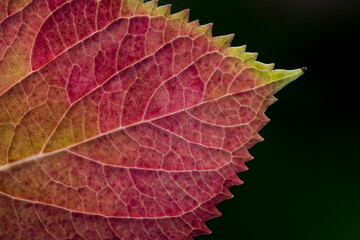 autumn leaf