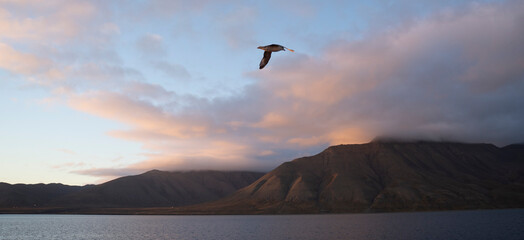 seagulls flying at sunset in the coast of Svalbard islands, Norway
