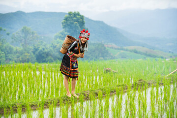 A hill tribe woman in a field. A young woman in a hill tribe dress in a terraced rice field.
