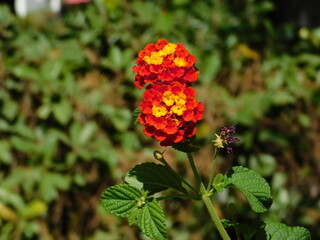 Lantana camara flowers in Attica,Greece