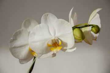 Orquídea Borboleta (Phalaenopsis)