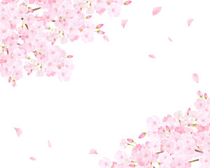 Obraz na płótnie Canvas 美しく華やかな満開のピンク色の桜のアーチと花びら舞い上がる春の白バックフレームベクター素材イラスト