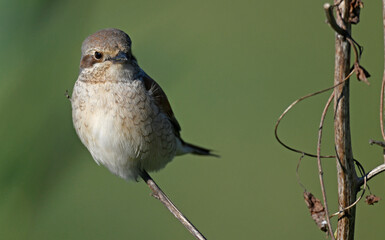 immature Red-backed Shrike // halbwüchsiger Neuntöter (Lanius collurio)