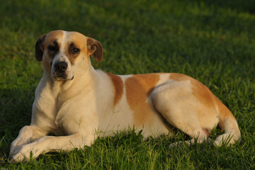 Cane, meticcio senza collare.