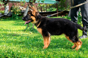 german shepherd dog