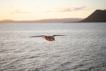 Fototapeta na wymiar seagulls flying at sunset in the coast of Svalbard islands, Norway