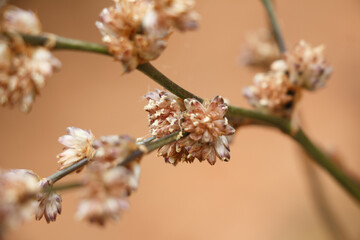 Bulbostylis