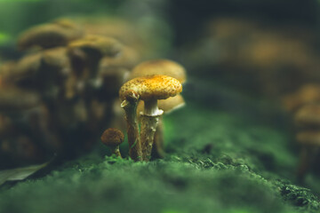 Wild brown mushrooms on the green background, closeup.