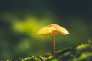Lonely mushroom on the green background. 