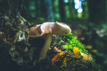 Obraz premium Lonely mushroom on the green background. Damaged gills.