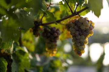 Piesport (Mosel), Oktober 2022