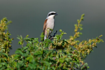 Red-backed Shrike - male // Neuntöter - Männchen (Lanius collurio)