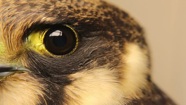 Falcon eye close-up.
Eurasian hobby (subgenus Hypotriorchis).
It's noted birds have a translucent nictitating membrane, called a &ldquo;third eyelid&rdquo;. This membrane closes across the eye from front to back
