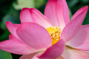 A pink lotus flower sways in the wind, Nelumbo nucifera. Against the background of their green leaves. Lotus field on the lake in natural environment.