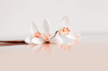 Spring white snowdrop flower on light beige background. Soft focus.Pastel color tone.