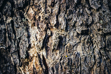 trunk texture of a carob tree