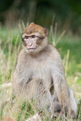 Juvenile Barbary Macaque (Macaca sylvanus) in long grass