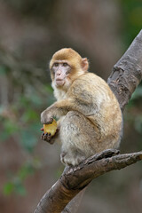 Young Barbary Macaque (Macaca sylvanus) eating fruit in a tree