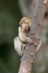 Young Barbary Macaque (Macaca sylvanus) eating fruit in a tree