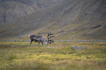 reindeer eating grass in a green field in Longyearbyen, Svalbard Islands (Norway)