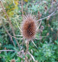 Isolated Dead Thistle Flower
