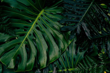 Green tropical leaves, dark nature background