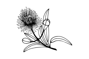 Eucalyptus flower. Vector stock illustration eps10. Outline, isolate on white background. Hand drawn.