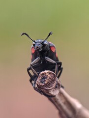 bug on a branch
