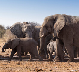 Wonderful view of elephant in park