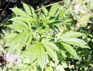 View of marjuana plant outdoor