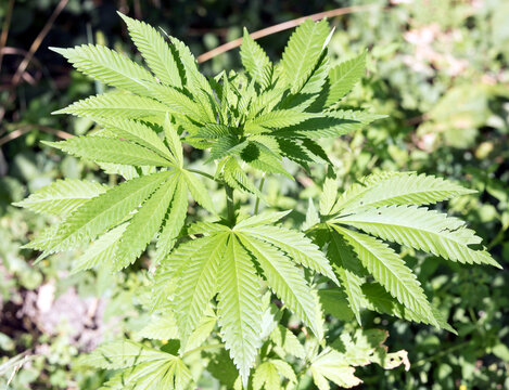 View of marjuana plant outdoor