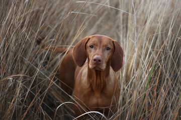 Beautiful Hungarian Vizsla dog in the grass