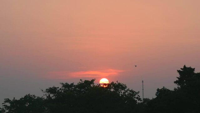Beautiful Sunrise Sun Rising Behind Trees. Bird flying