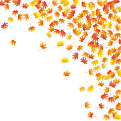 Obraz na płótnie Canvas Maple leaves vector background, autumn foliage on white graphic design.