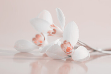 Obraz na płótnie Canvas Spring smoke white snowdrop flower on light beige background. Soft focus.Pastel color tone.