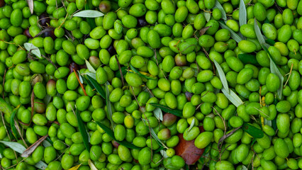 olives texture