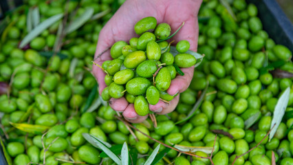 Hand holding olives