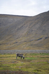 Fototapeta na wymiar reindeer eating grass in a green field in Longyearbyen, Svalbard Islands (Norway)