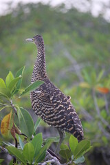 tiger heron