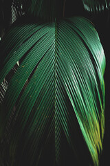 Tropical leaves, abstract green leaves texture, nature background,  Contemporary Stylish Moody Dark Green Look, Seychelles Island, Rain green forests 