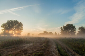Naklejka na ściany i meble Fog in the forest on a sunny autumn morning
