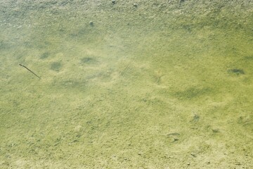 grass and water
