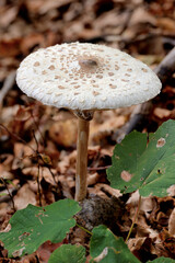 PARASOL MUSHROOM IN THE WOODS IN AUTUMN. 