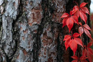 Autumn background tree bark with red Virginia creeper leaves. Parthenocissus quinquefolia, Virginia...