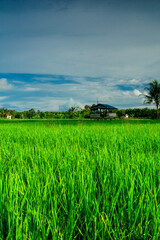 photo of a rice field plantation in the afternoon