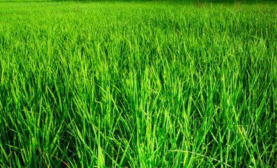 Fototapeta premium photo of a rice field plantation in the afternoon