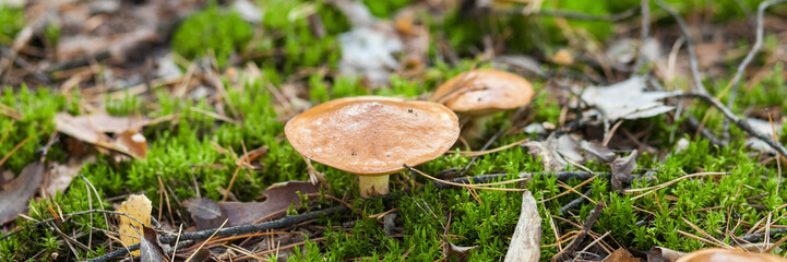 Mushroom with a light hat in the fallen-down foliage. Banner