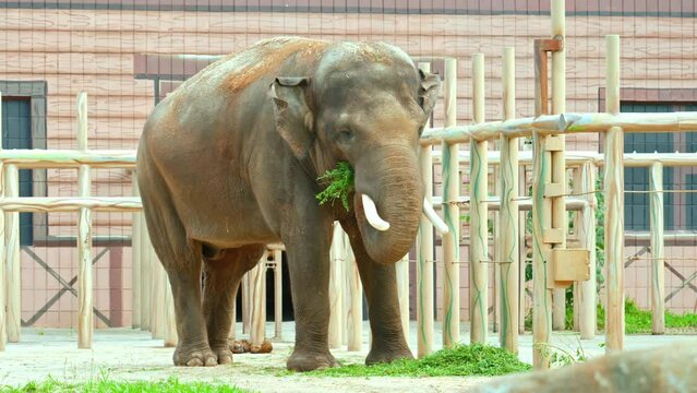 Exotic animals: An elephant in a zoo