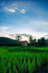 photo of a rice field plantation in the afternoon