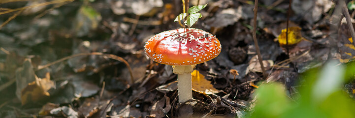 Mushroom with a light hat in the fallen-down foliage. Close up, small depth of sharpness